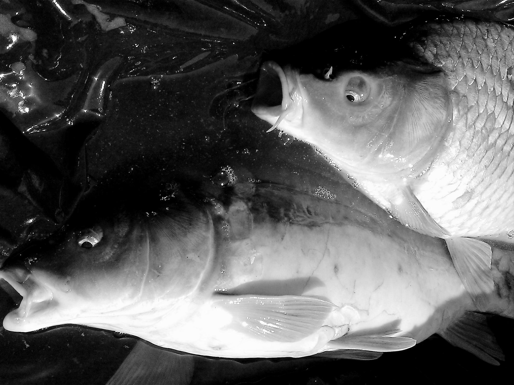 Moara Vlasiei 2 29 - 30 apr. - wp20130430041.jpg